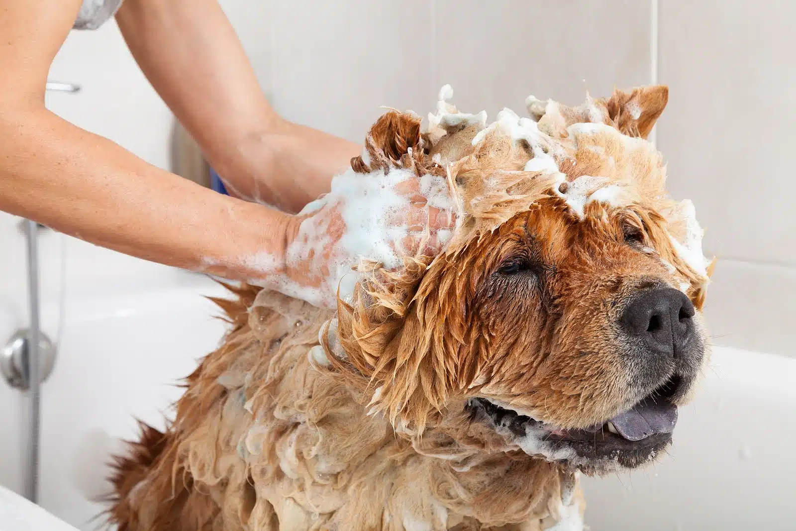 Pet Care 2