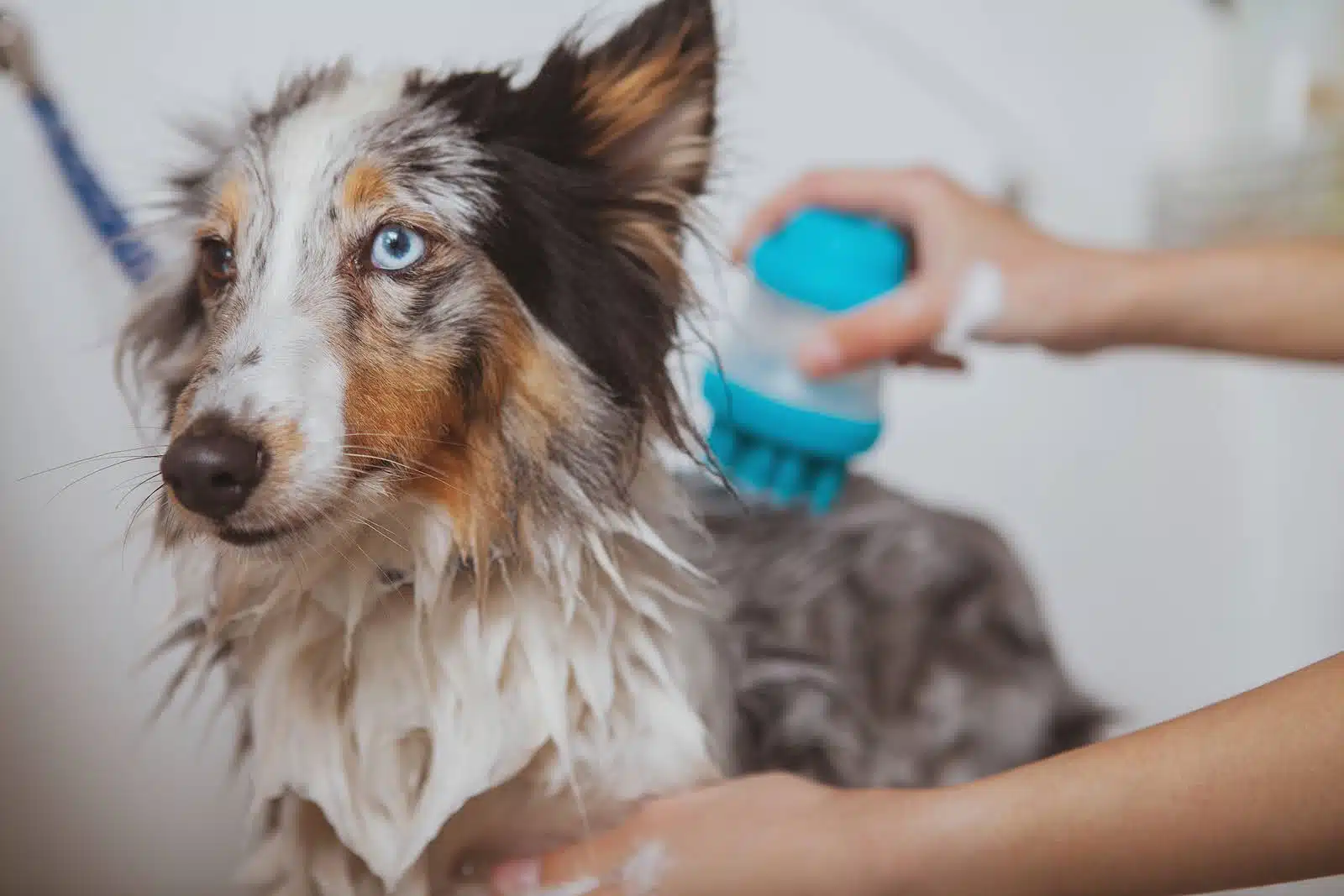 Pet Care 3